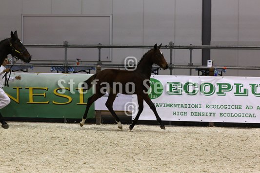 PAN CARRE_MILANO_2010_SS3_8339.jpg